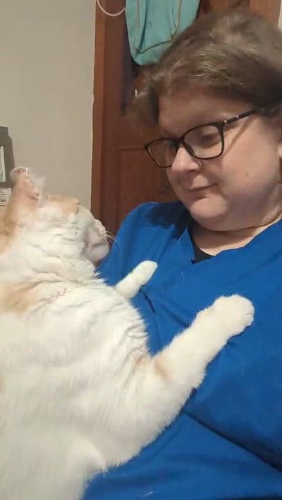 Enlarge Nemo, a Adoptable Domestic Short Hair in New Britain, CT video 3/4