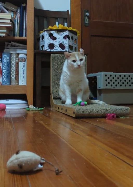 Enlarge Nemo, a Adoptable Domestic Short Hair in New Britain, CT video 4/4