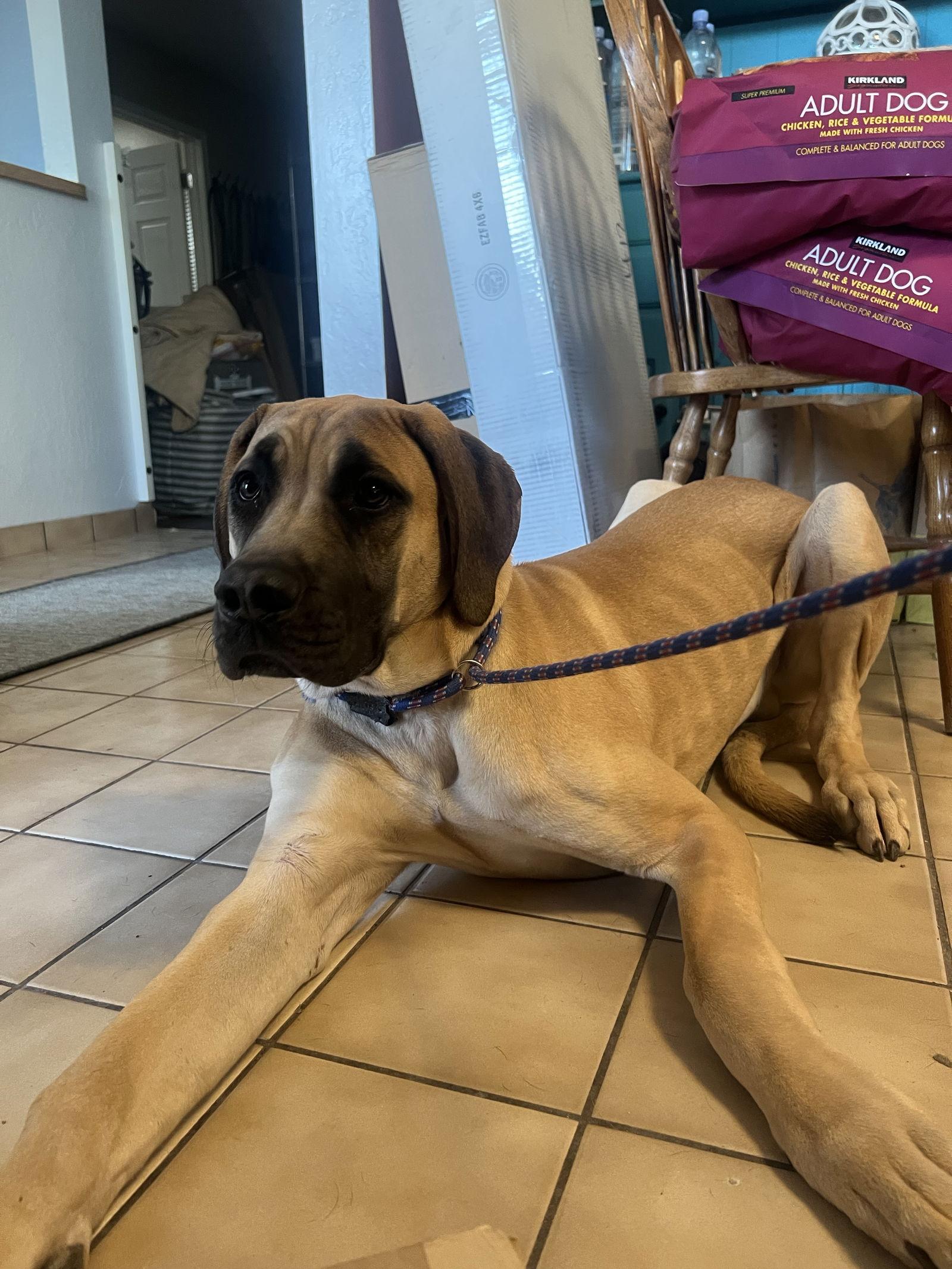 Elmo, Adoptable, Puppy Male Mastiff & Great Dane.