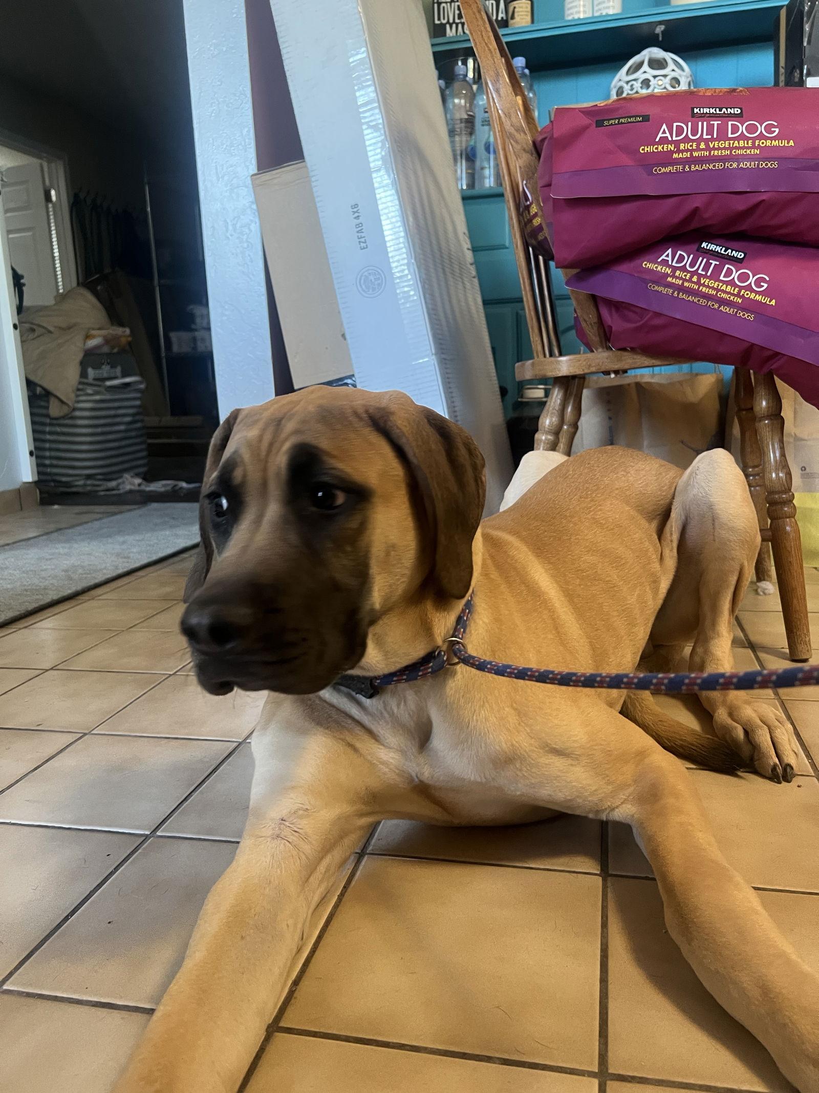 Enlarge Elmo, a Adoptable mixed breed in Glendale, AZ image 3/3