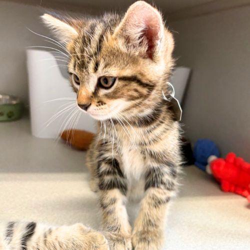 RACER, Adoptable, Kitten Male Domestic Medium Hair.