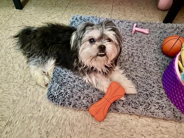 Milo, adopted, Young Male Shih Tzu.
