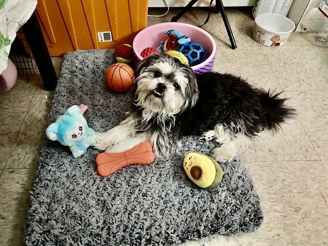 Milo, an adopted Shih Tzu in New York, NY image 2/5