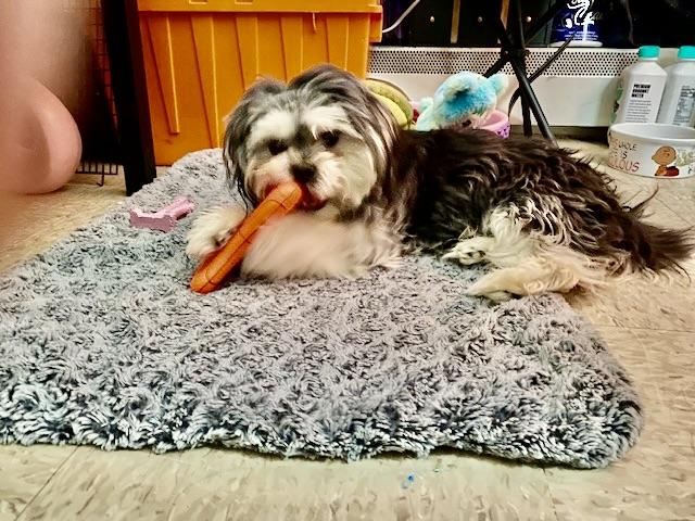 Milo, an adopted Shih Tzu in New York, NY image 3/5