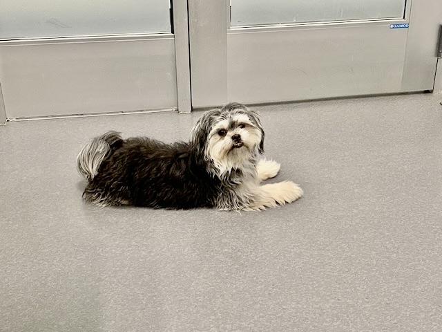 Milo, an adopted Shih Tzu in New York, NY image 4/5