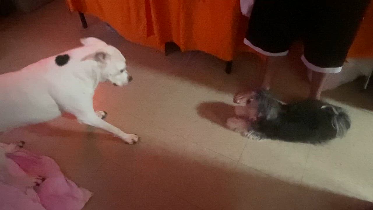 Enlarge Milo, an adopted Shih Tzu in New York, NY video 5/5