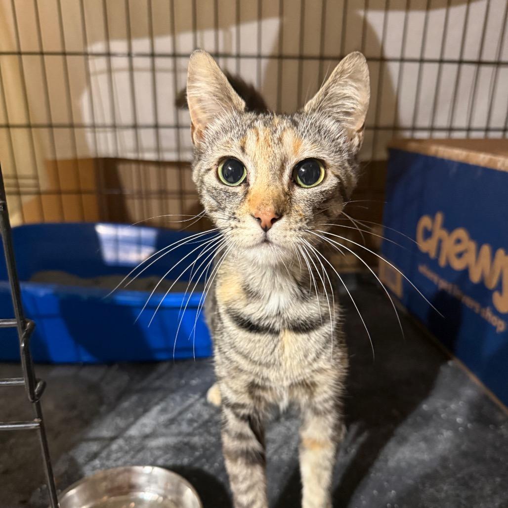 Enlarge Mira, a Adoptable Domestic Short Hair in Hedgesville, WV image 1/1