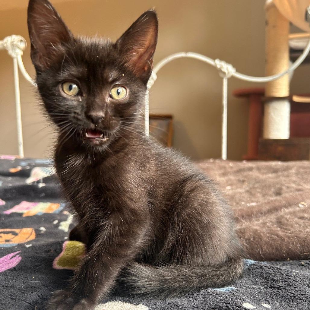 Panini, a Adoptable Domestic Short Hair in Winston Salem, NC image 1/5