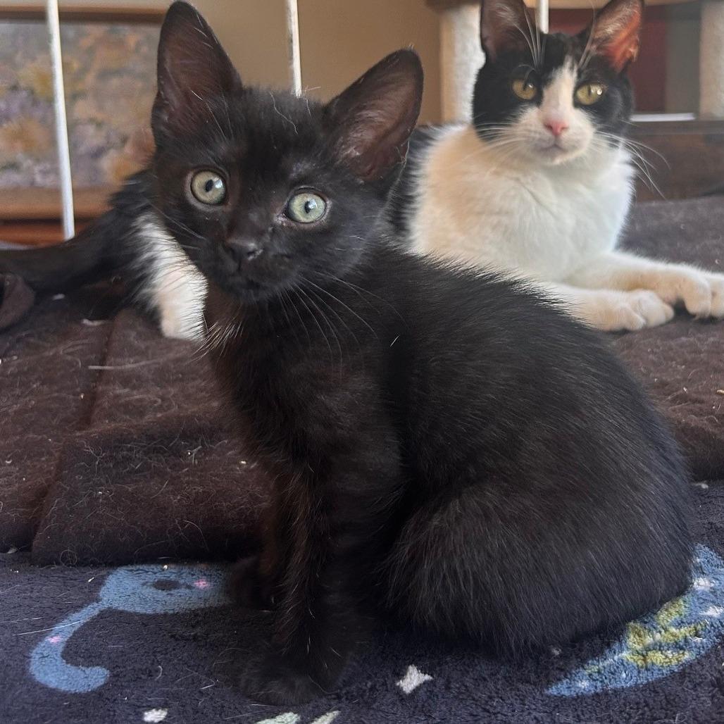 Panini, a Adoptable Domestic Short Hair in Winston Salem, NC image 2/5