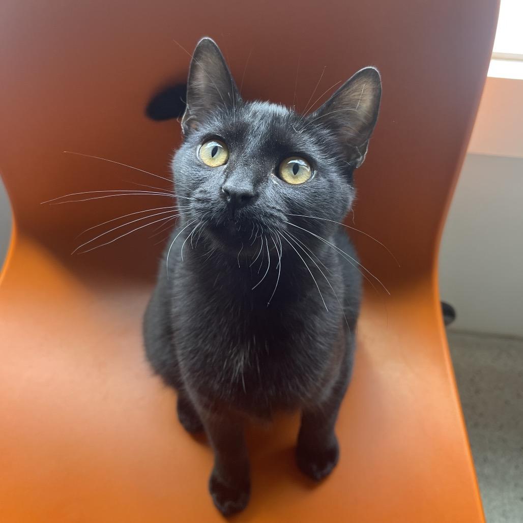 Enlarge Panini, a Adoptable Domestic Short Hair in Winston Salem, NC image 3/6