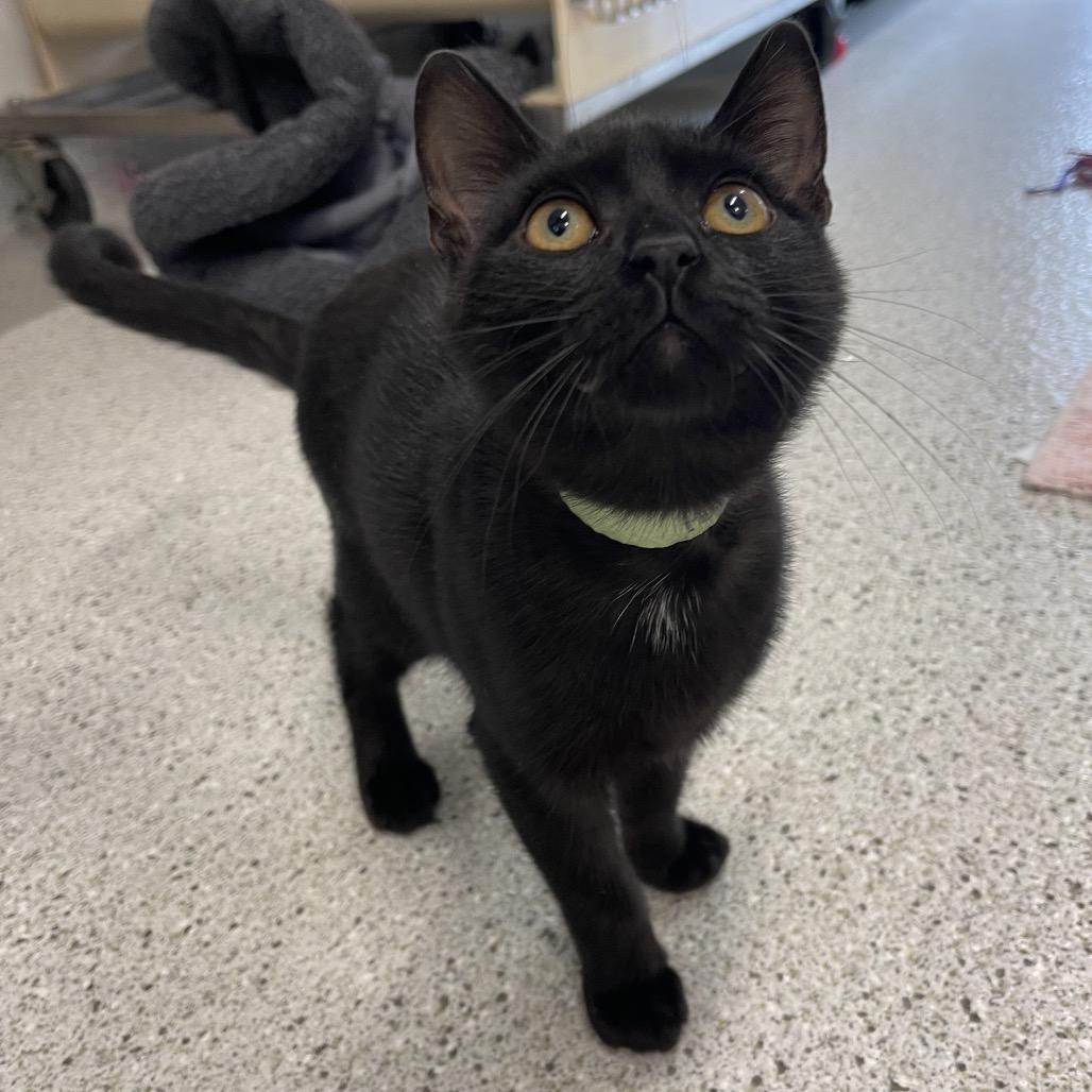 Panini, a Adoptable Domestic Short Hair in Winston Salem, NC image 3/5