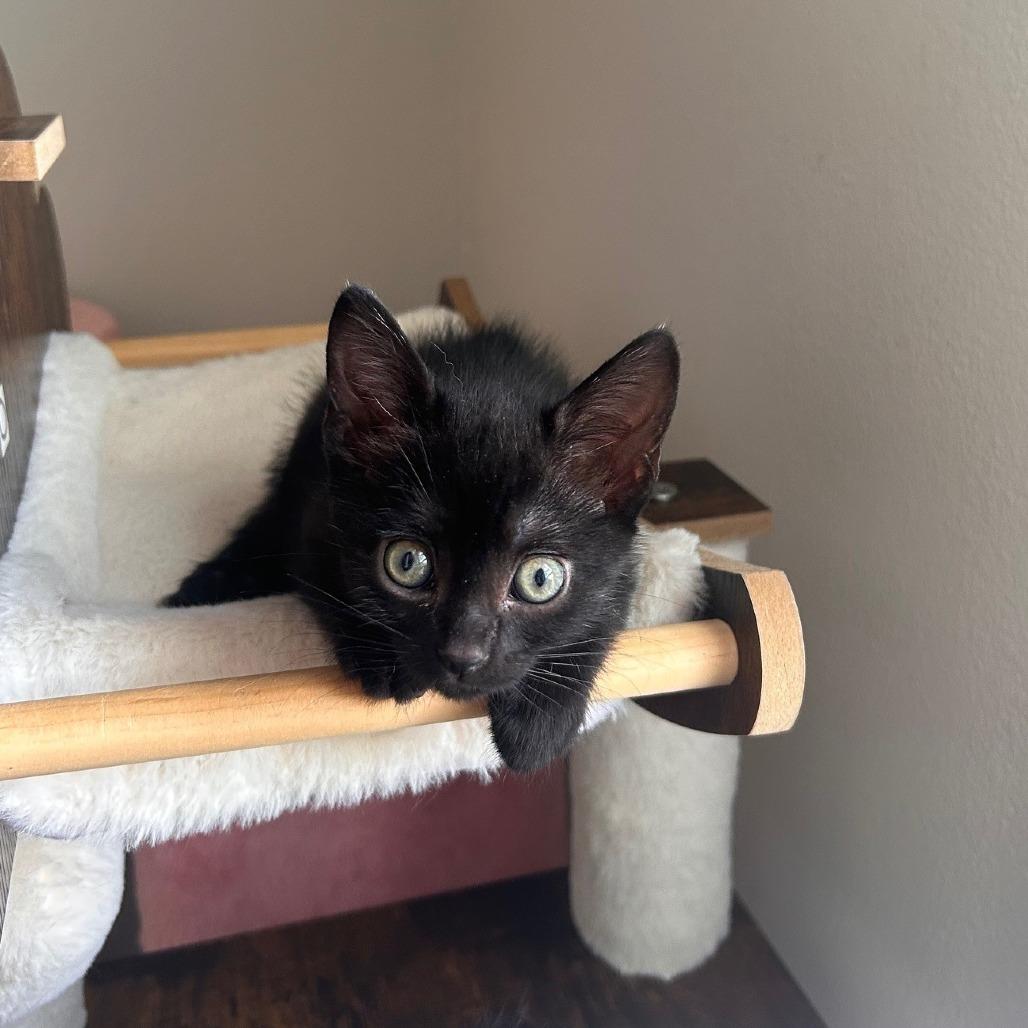 Panini, a Adoptable Domestic Short Hair in Winston Salem, NC image 5/5