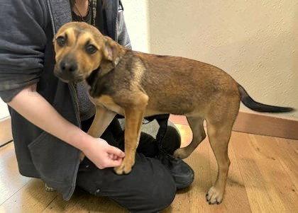 Tina Turner, Adopted, Young Female Mixed Breed.