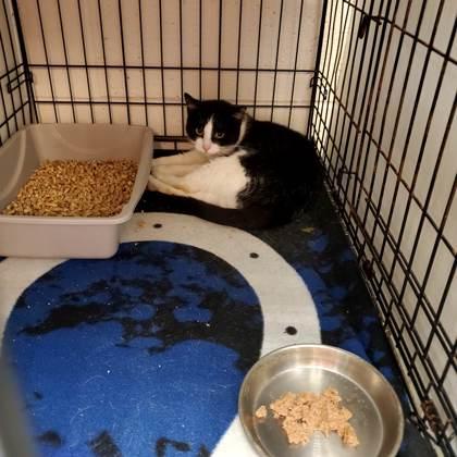 Pop Tart, Adoptable, Adult Female Domestic Short Hair & Domestic Short Hair.