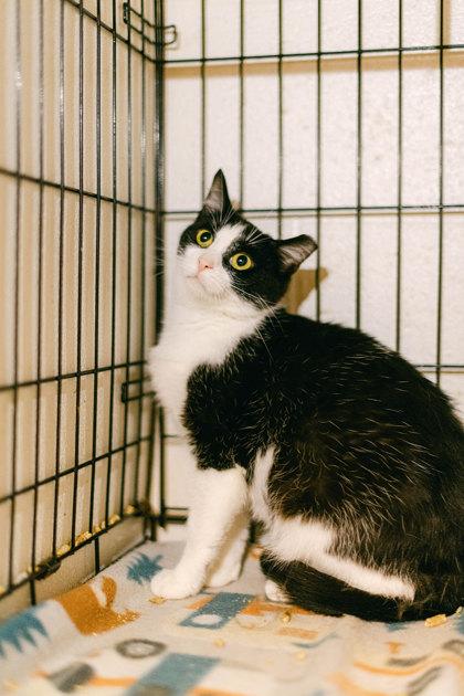 Pop Tart, Adoptable, Adult Female Domestic Short Hair & Domestic Short Hair.