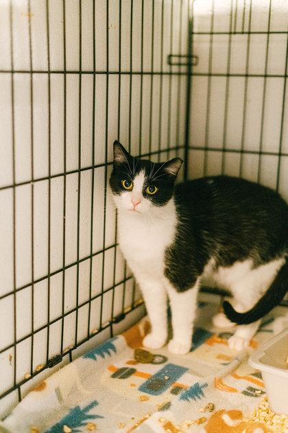 Enlarge Pop Tart, a Adoptable Domestic Short Hair in Anderson, IN image 3/3