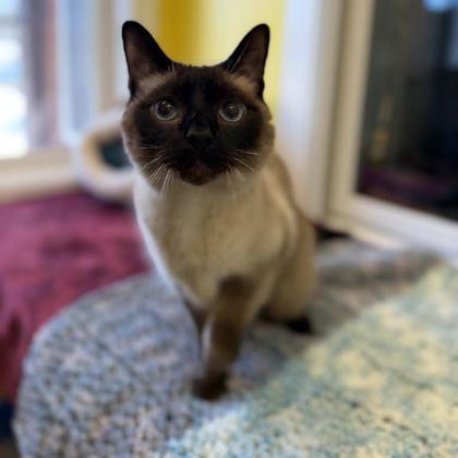 Mewtwo, Adoptable, Adult Male Siamese & Domestic Short Hair.