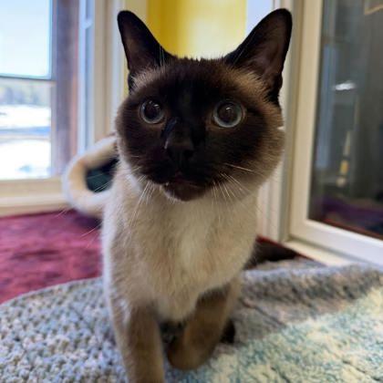 Enlarge Mewtwo, a Adoptable mixed breed in East Montpelier, VT image 2/3