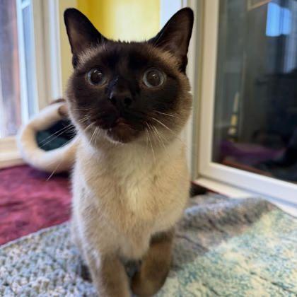 Enlarge Mewtwo, a Adoptable mixed breed in East Montpelier, VT image 3/3