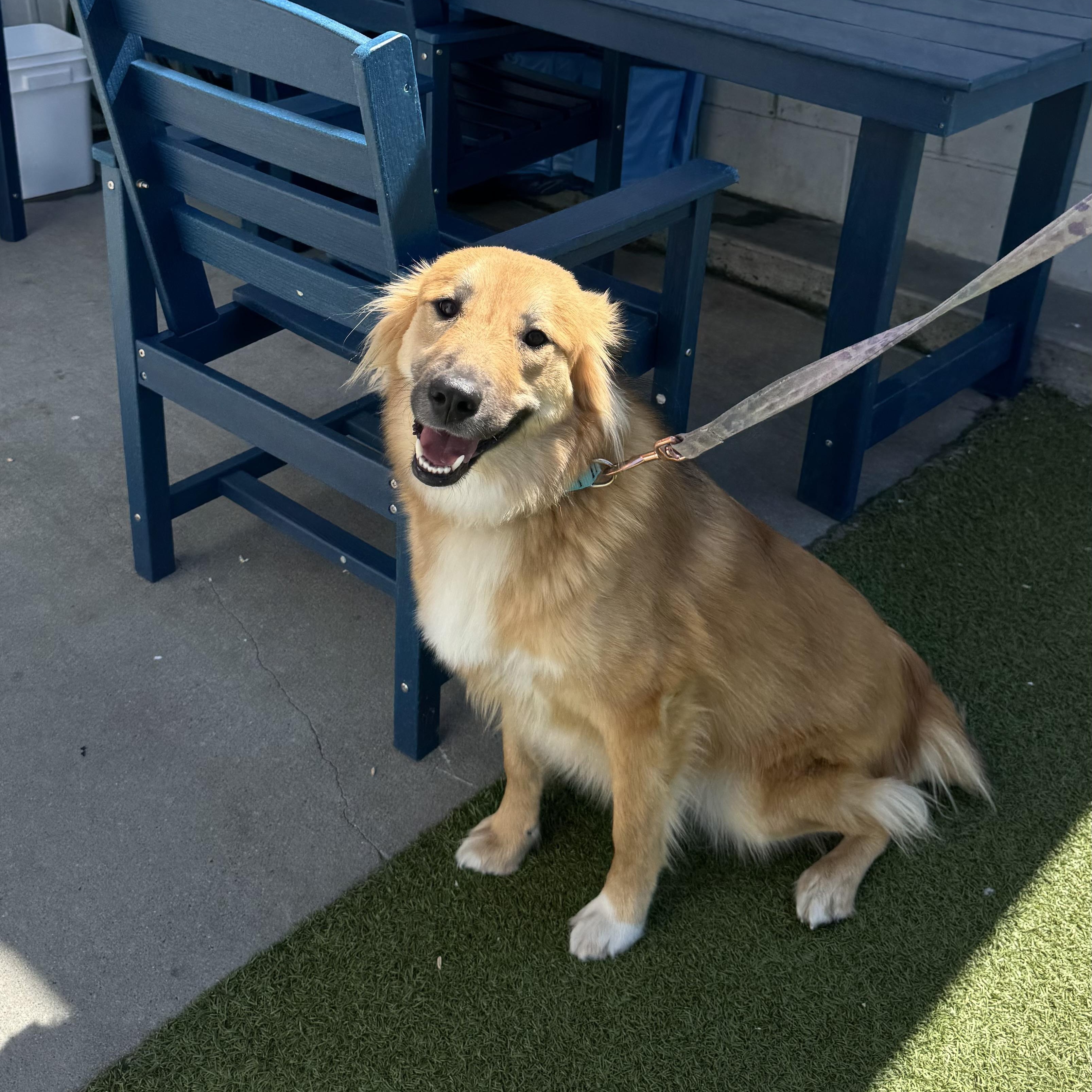 Enlarge Elsa, an adopted mixed breed in Fall River, MA image 4/5