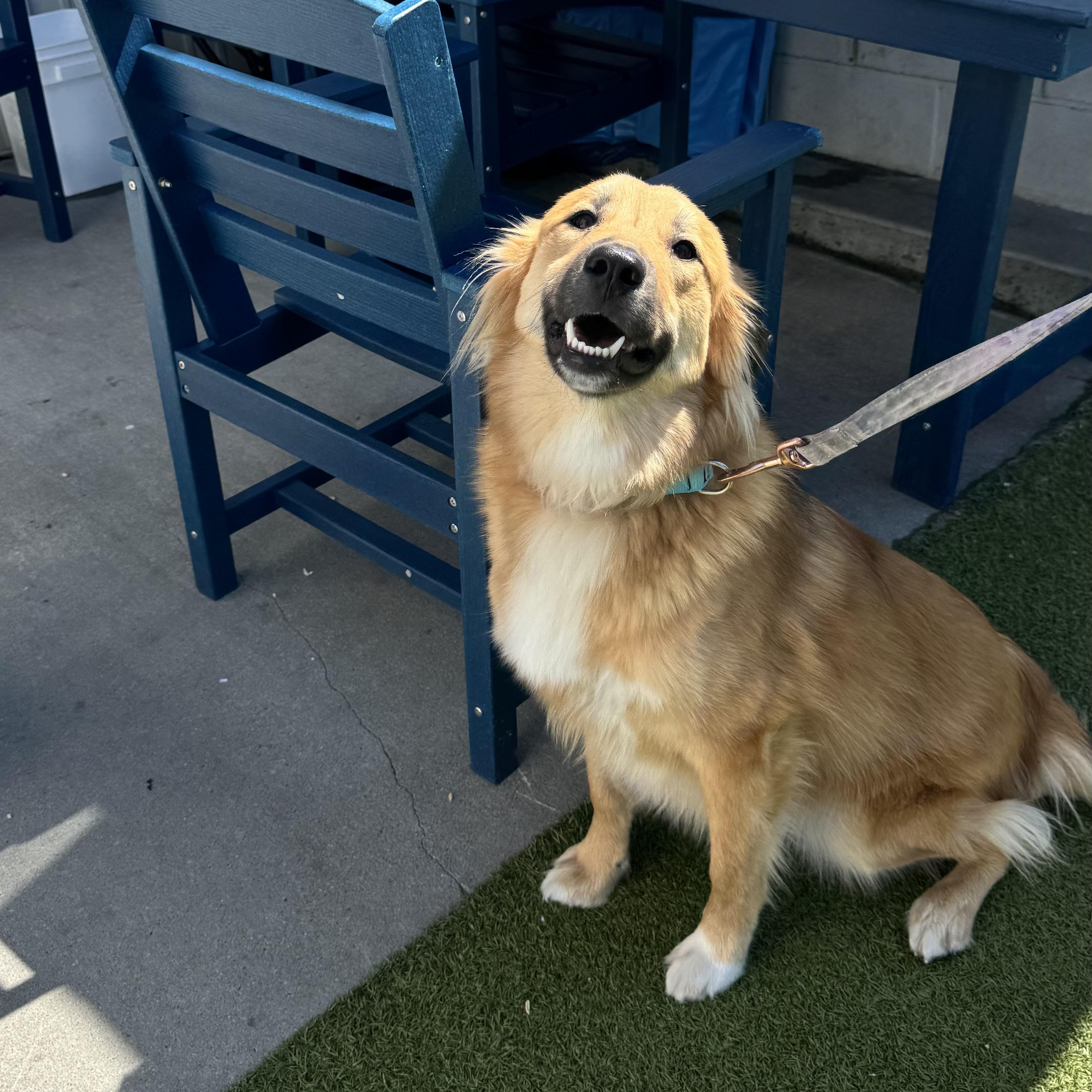 Enlarge Elsa, an adopted mixed breed in Fall River, MA image 2/5