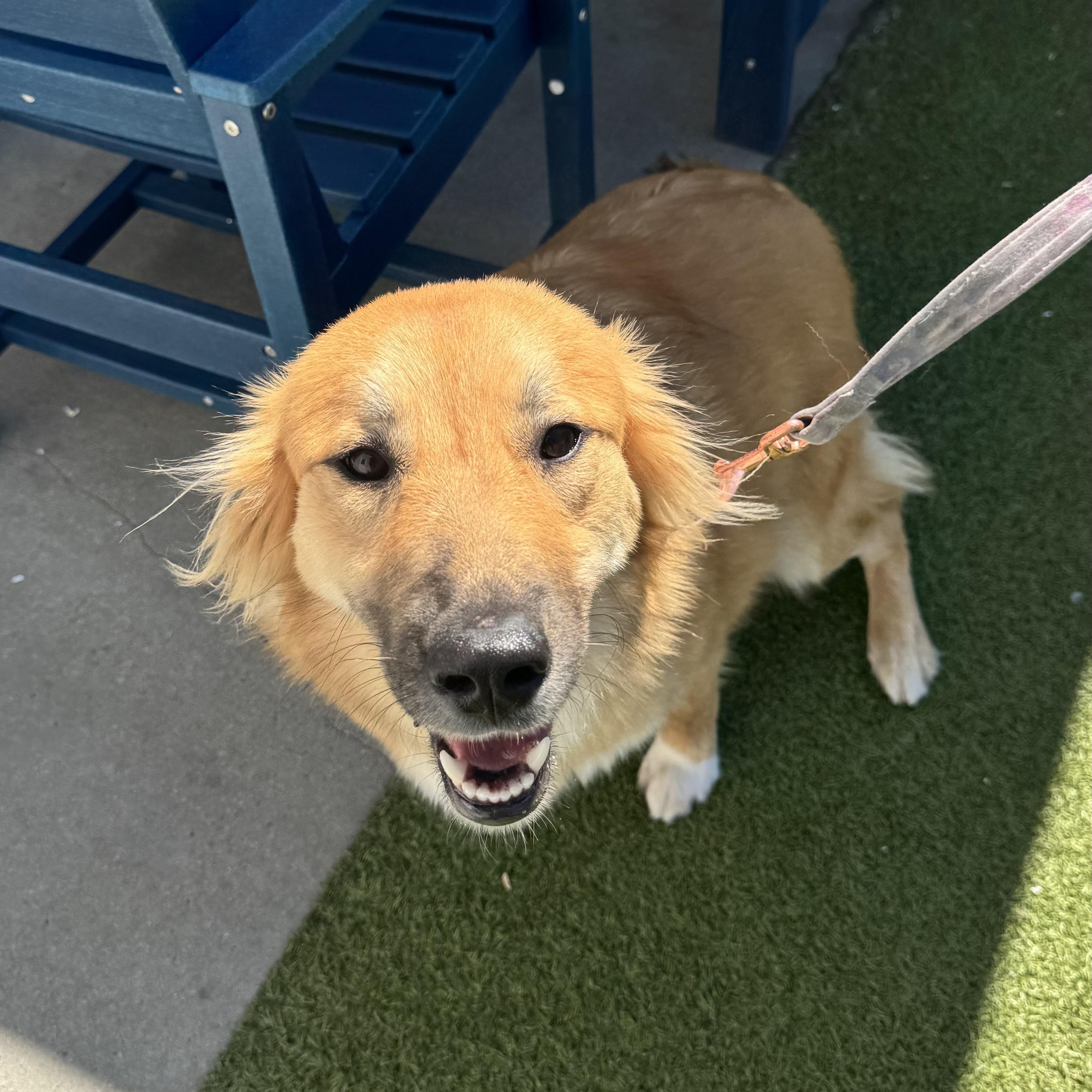 Enlarge Elsa, an adopted mixed breed in Fall River, MA image 3/5