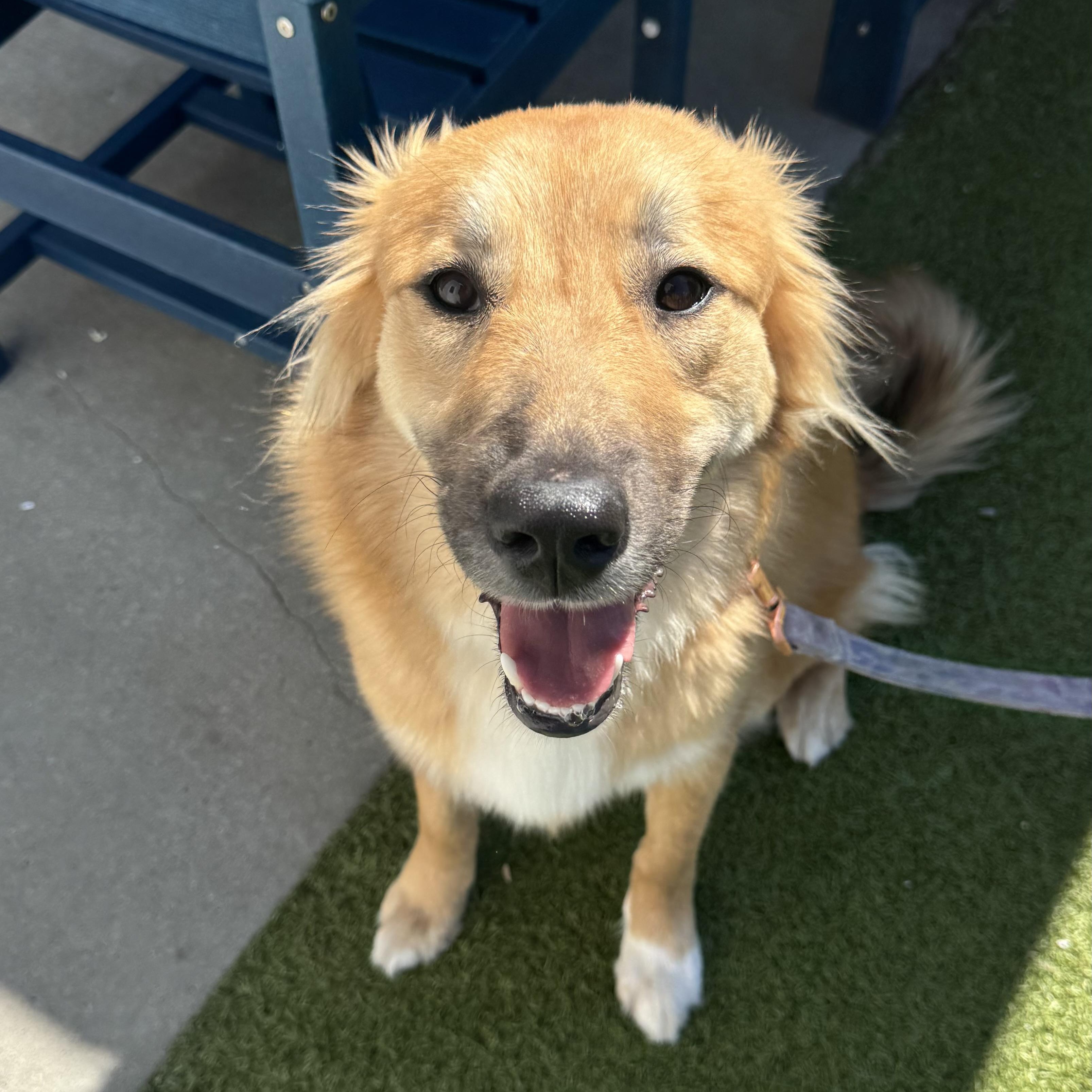 Elsa, adopted, Young Female German Shepherd Dog.