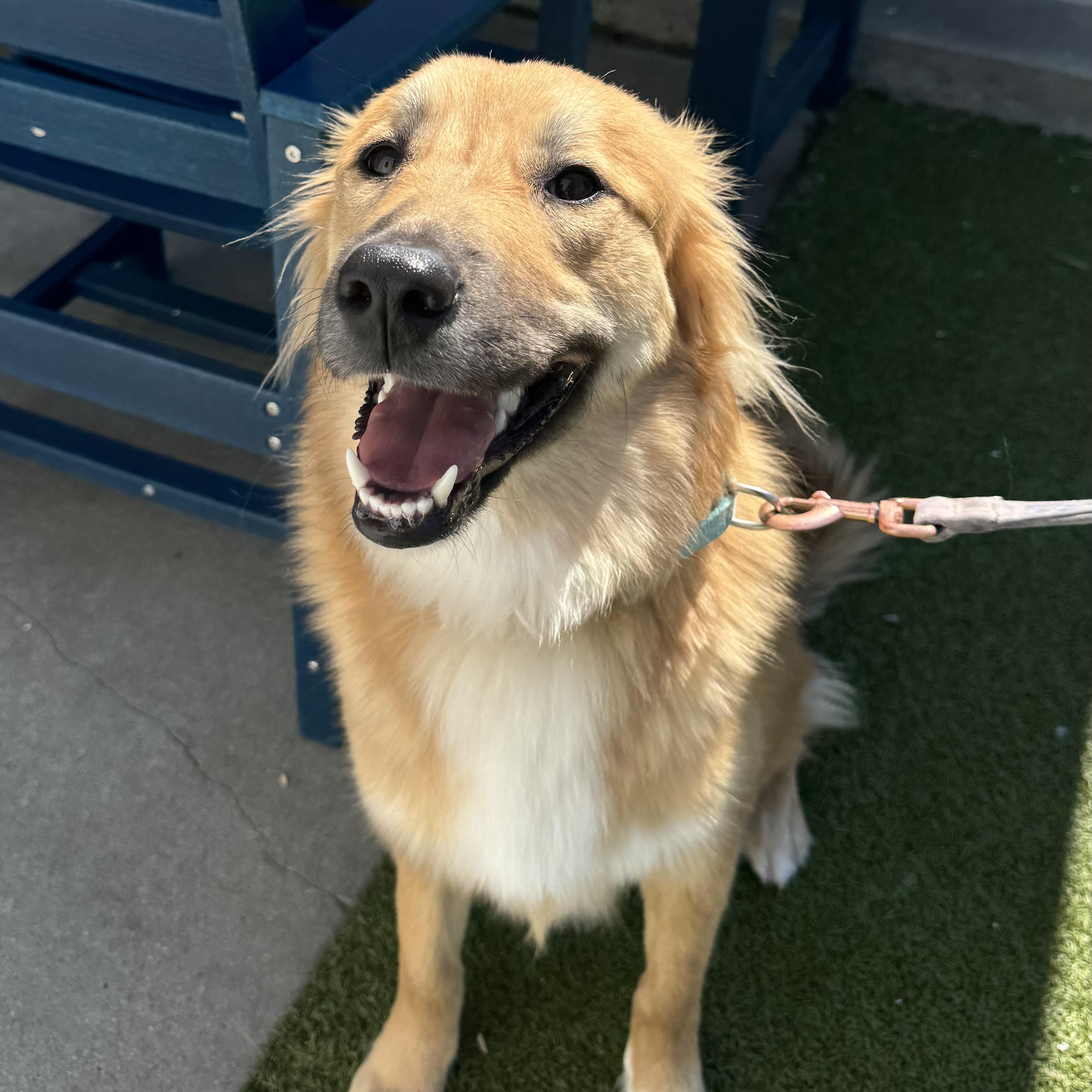 Enlarge Elsa, an adopted mixed breed in Fall River, MA image 5/5