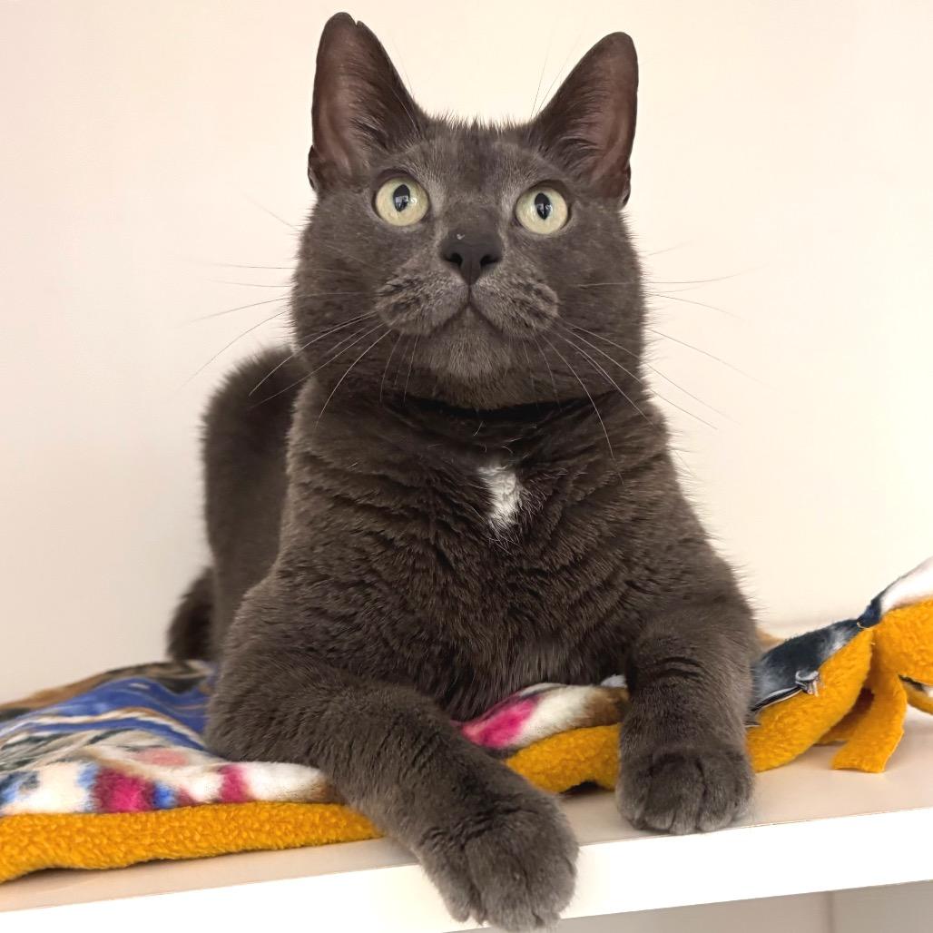 Enlarge Violet, a Adoptable Domestic Short Hair in Port Angeles, WA image 1/6