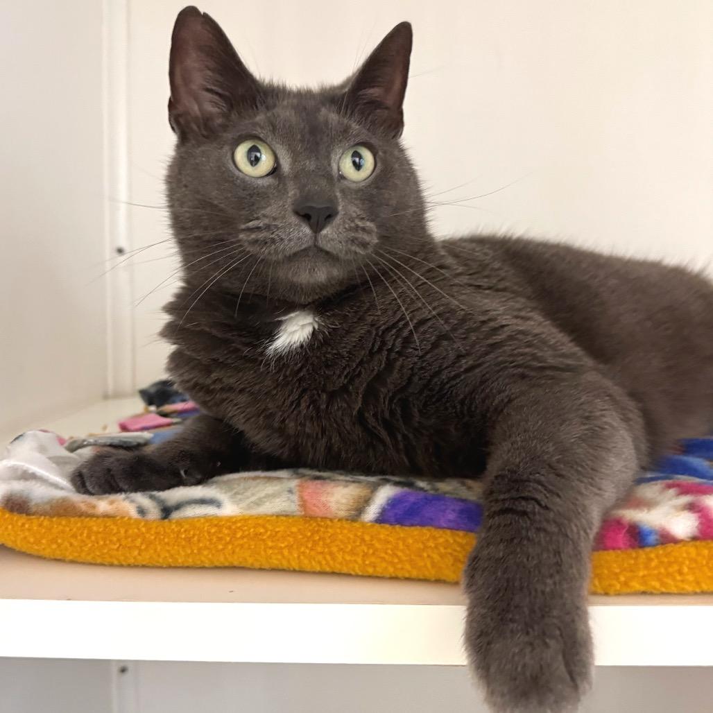 Enlarge Violet, a Adoptable Domestic Short Hair in Port Angeles, WA image 2/6