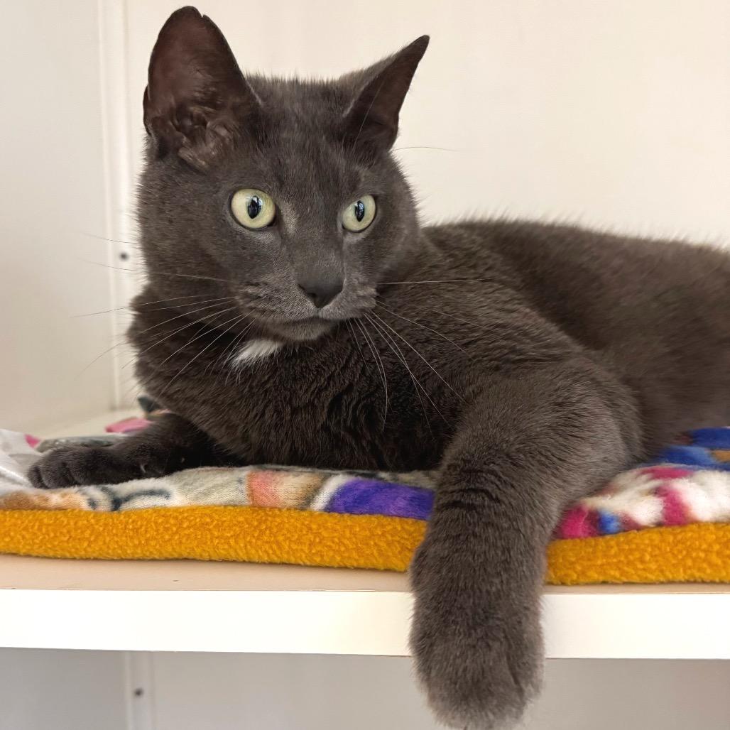 Enlarge Violet, a Adoptable Domestic Short Hair in Port Angeles, WA image 3/6