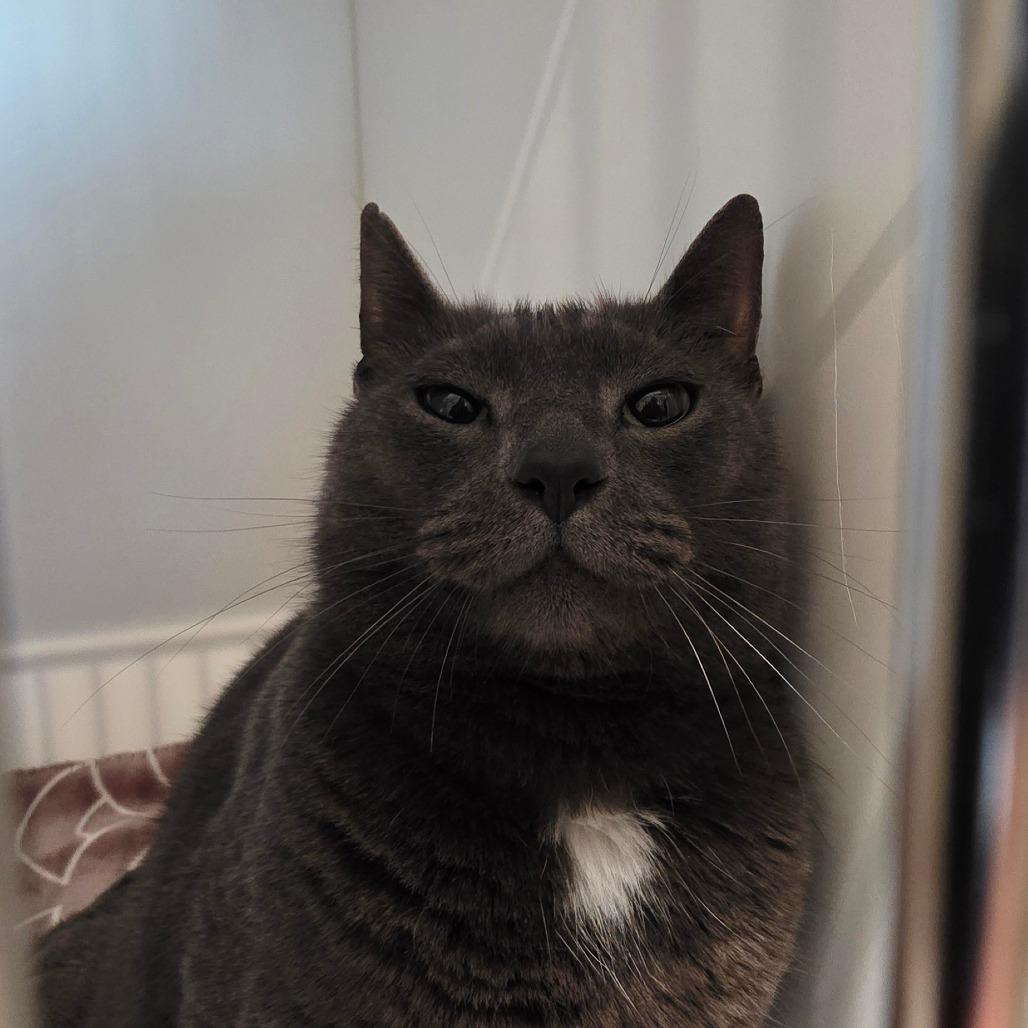 Enlarge Violet, a Adoptable Domestic Short Hair in Port Angeles, WA image 4/6