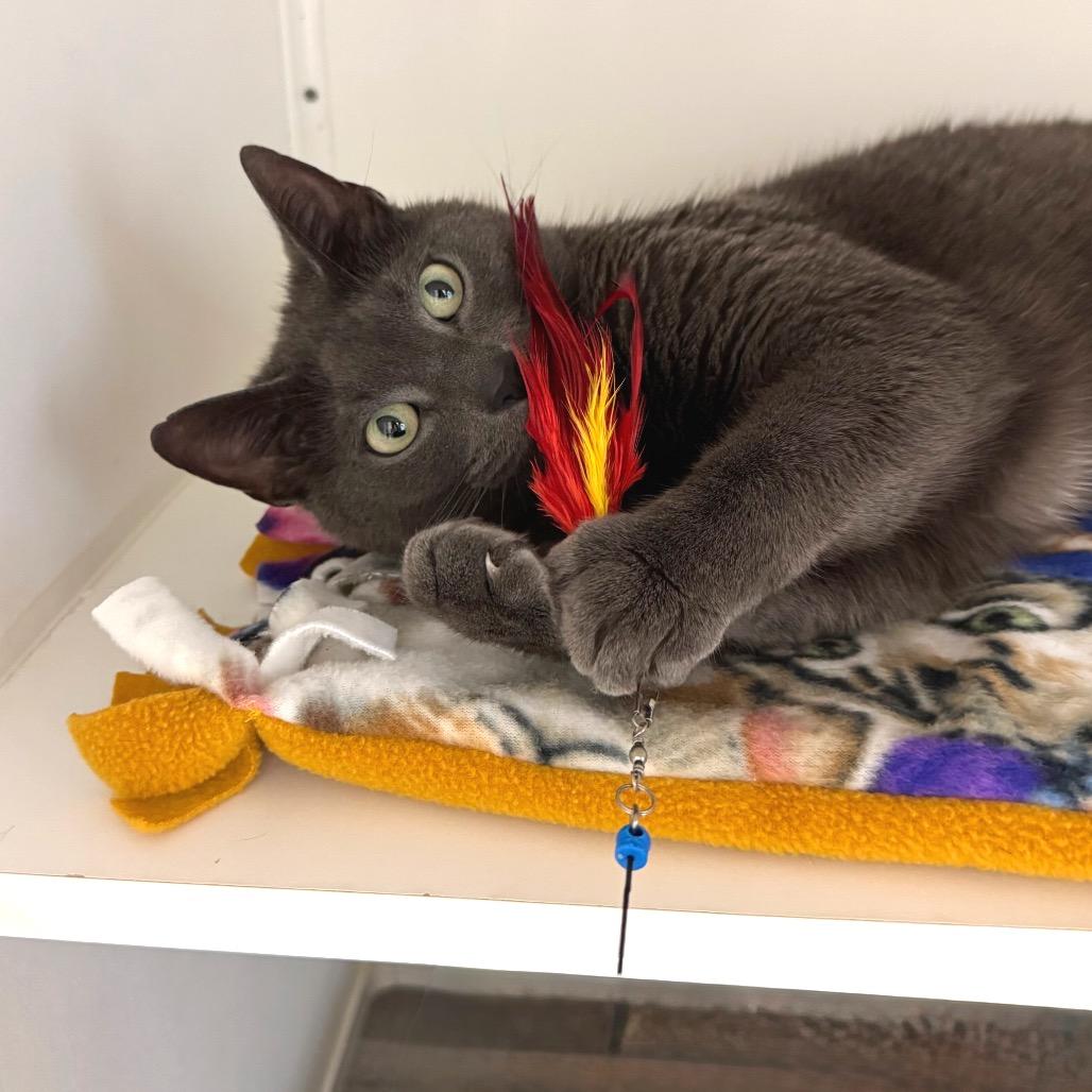 Enlarge Violet, a Adoptable Domestic Short Hair in Port Angeles, WA image 5/6