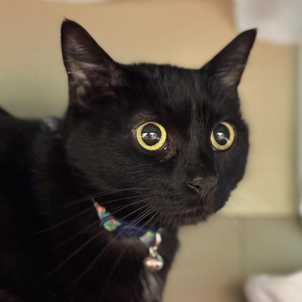 Enlarge Amara, a Adoptable American Shorthair in Santa Barbara, CA image 1/4