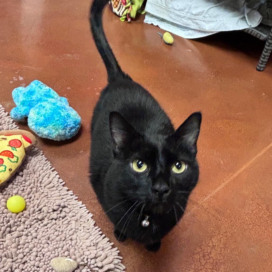 Enlarge Amara, a Adoptable American Shorthair in Santa Barbara, CA image 2/4