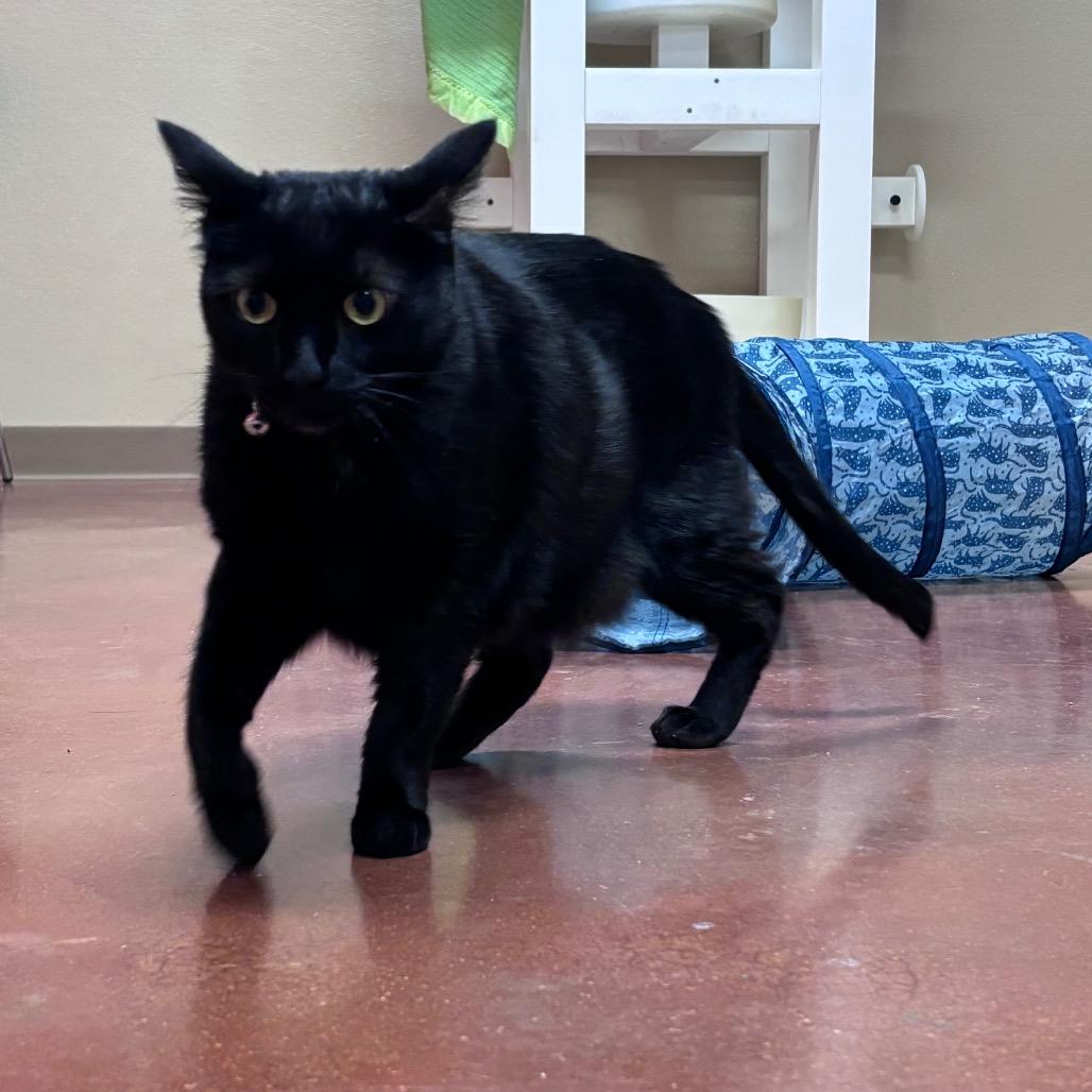 Enlarge Amara, a Adoptable American Shorthair in Santa Barbara, CA image 3/4