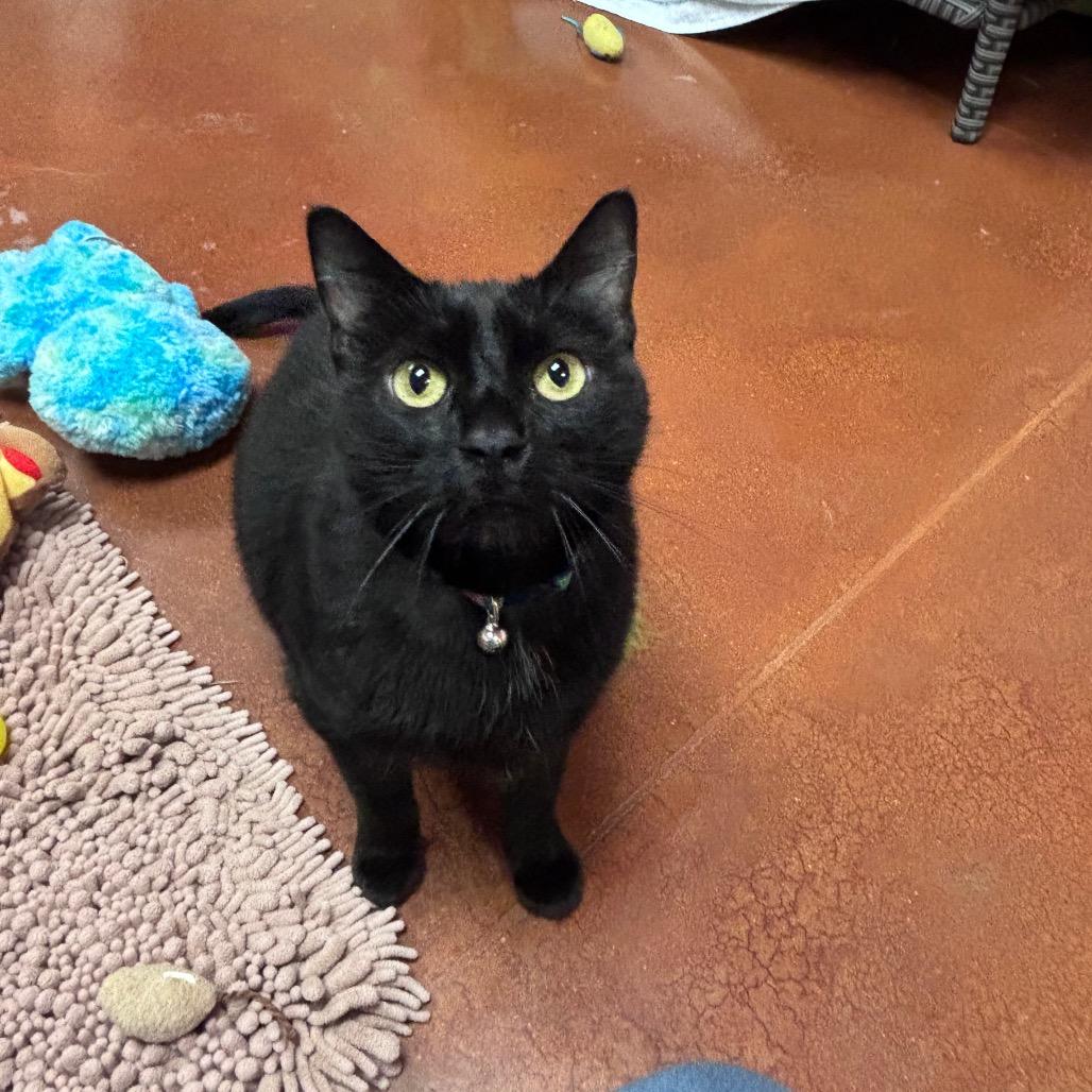 Enlarge Amara, a Adoptable American Shorthair in Santa Barbara, CA image 4/4