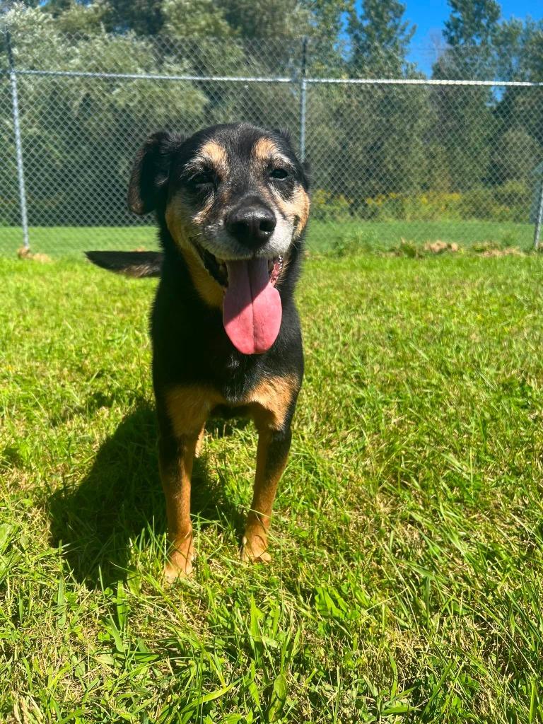 Trigger, Adoptable, Senior Male Hound.