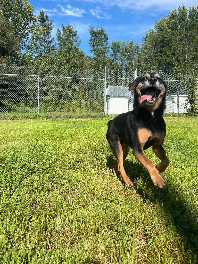 Enlarge Trigger, a Adoptable Hound in Ogdensburg, NY image 2/6