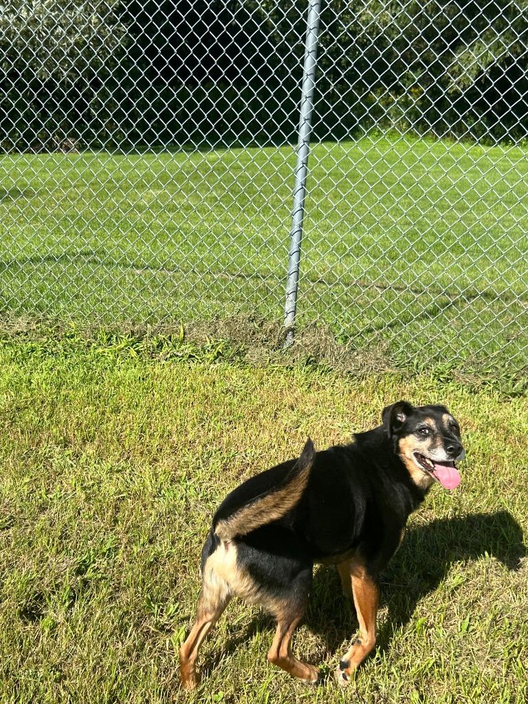 Enlarge Trigger, a Adoptable Hound in Ogdensburg, NY image 6/6