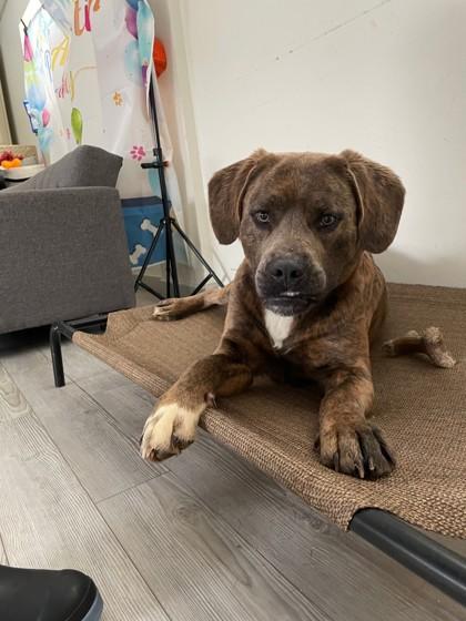 Enlarge Barney, a ADOPTABLE mixed breed in South Bend, IN image 1/2