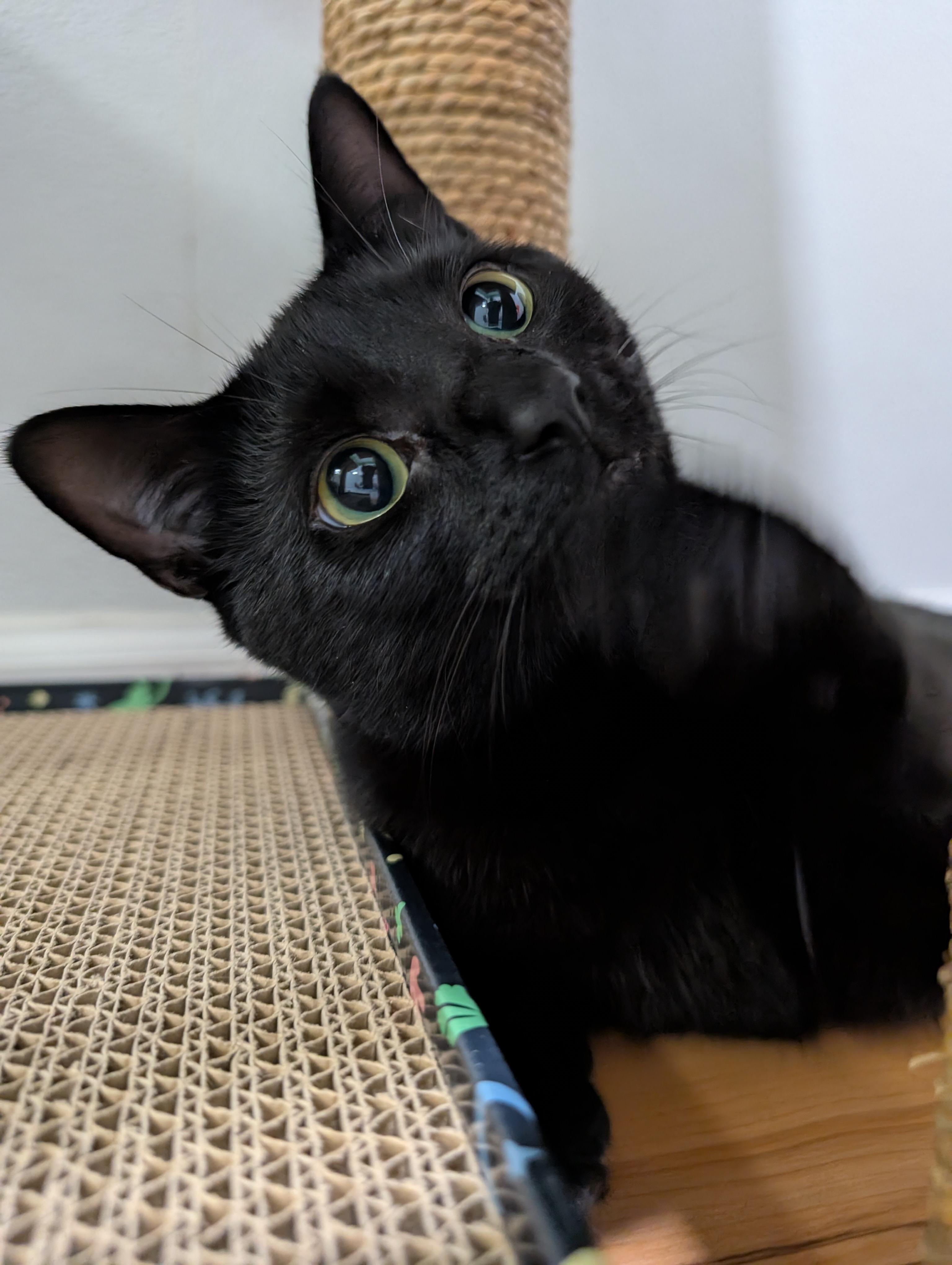 Enlarge Lunette, a Adopted mixed breed in Zebulon, NC image 5/5