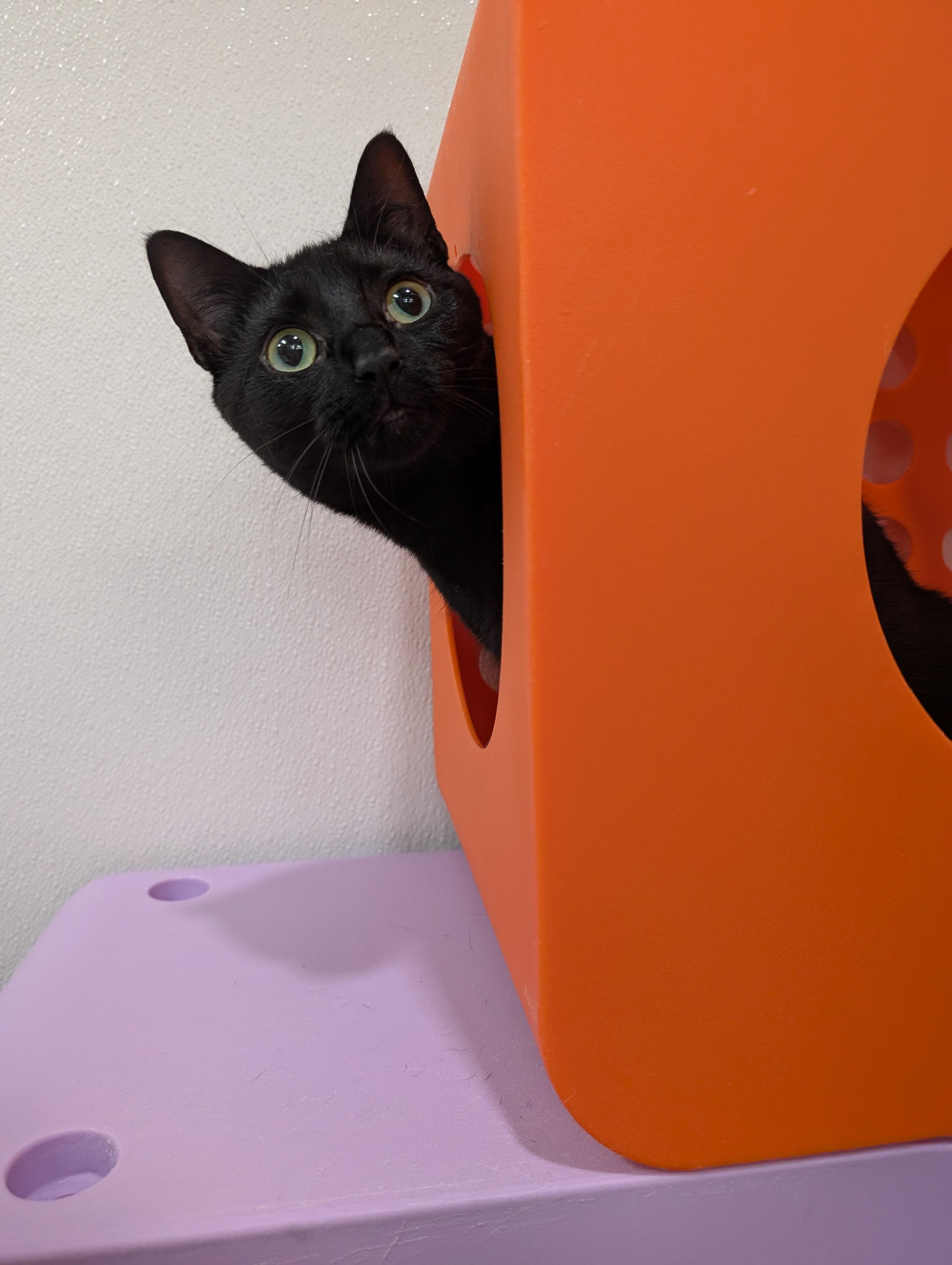 Enlarge Lunette, a Adopted mixed breed in Zebulon, NC image 4/5