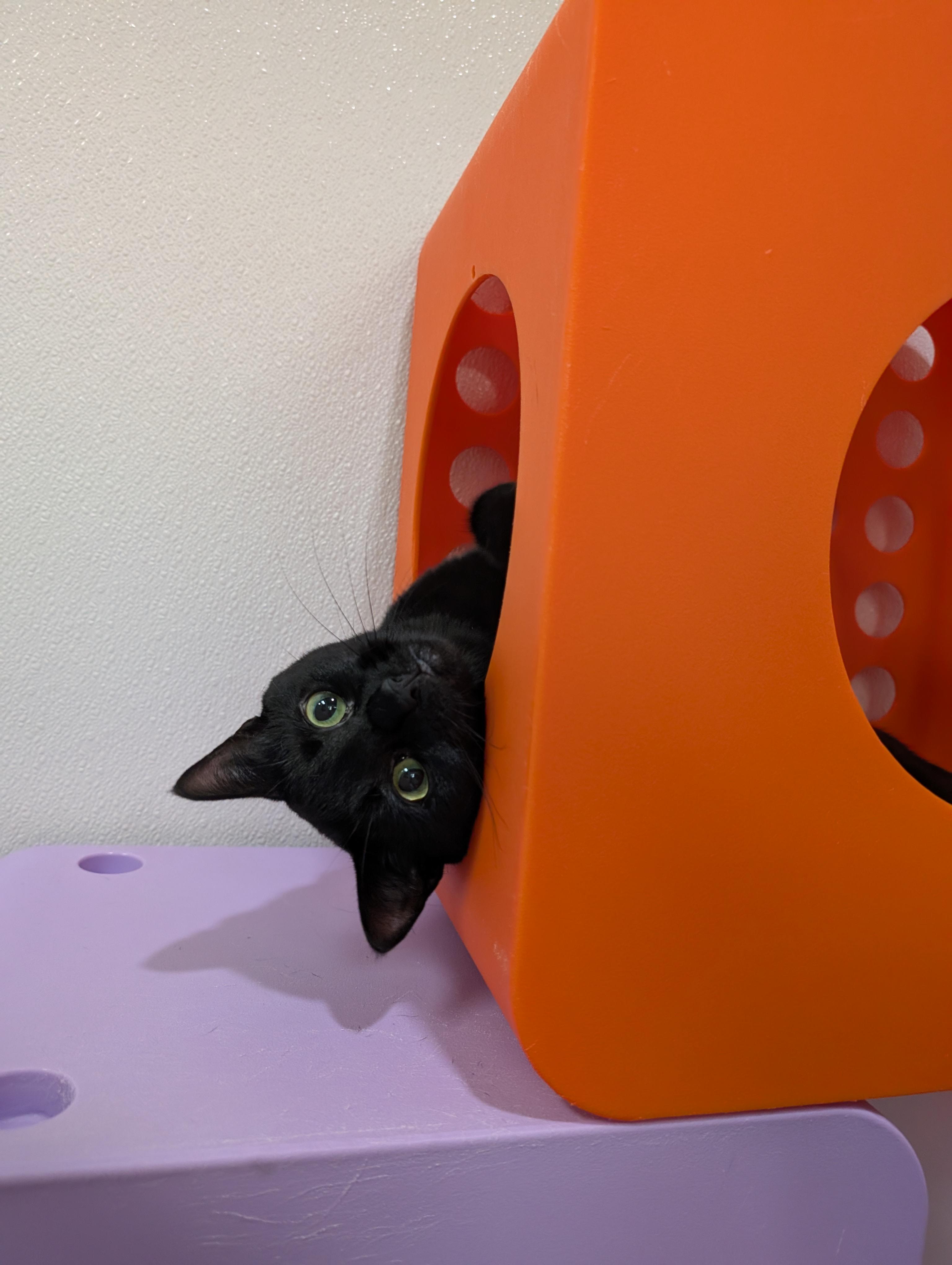 Enlarge Lunette, a Adopted mixed breed in Zebulon, NC image 3/5