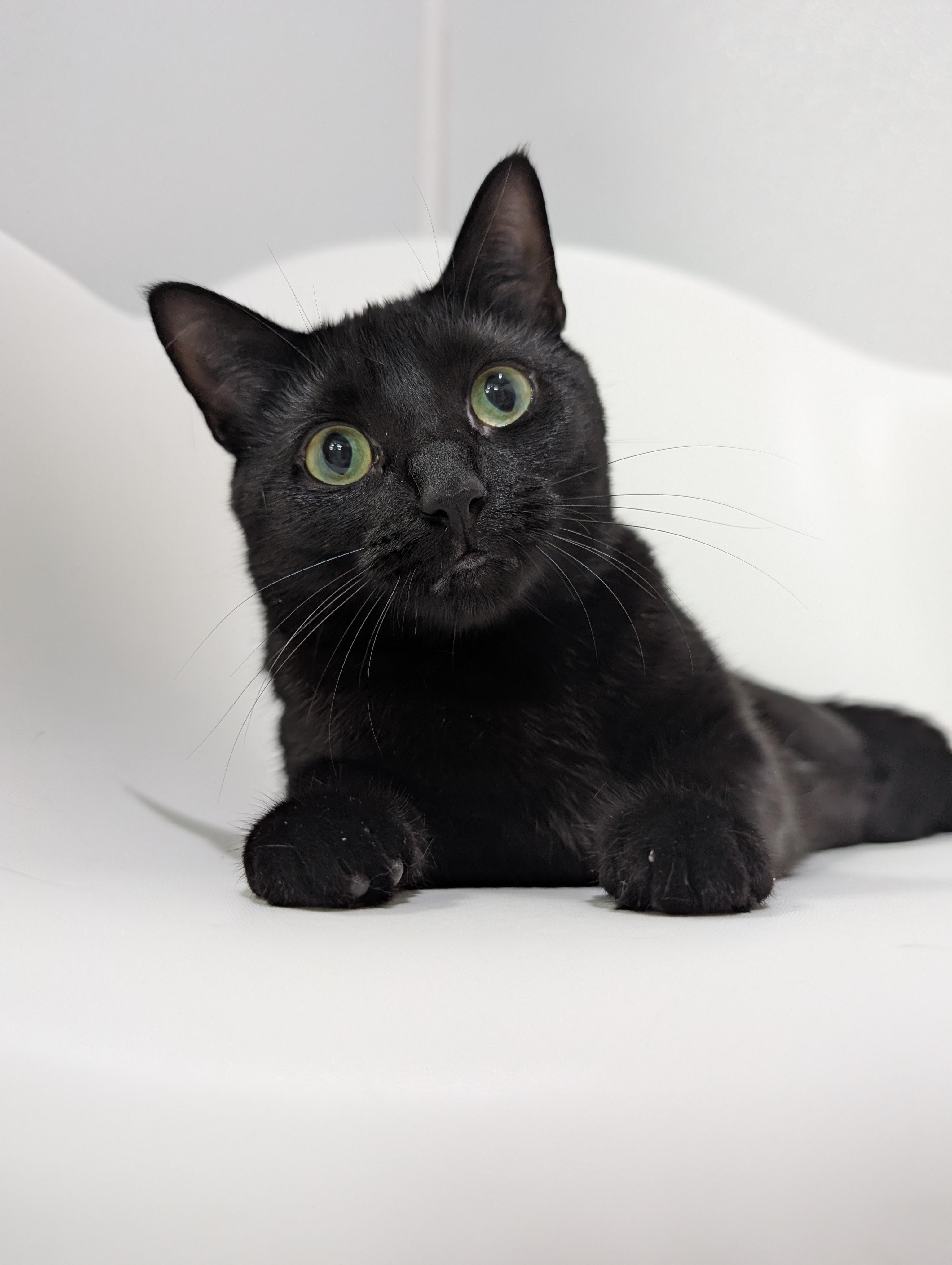 Enlarge Lunette, a Adopted mixed breed in Zebulon, NC image 2/5