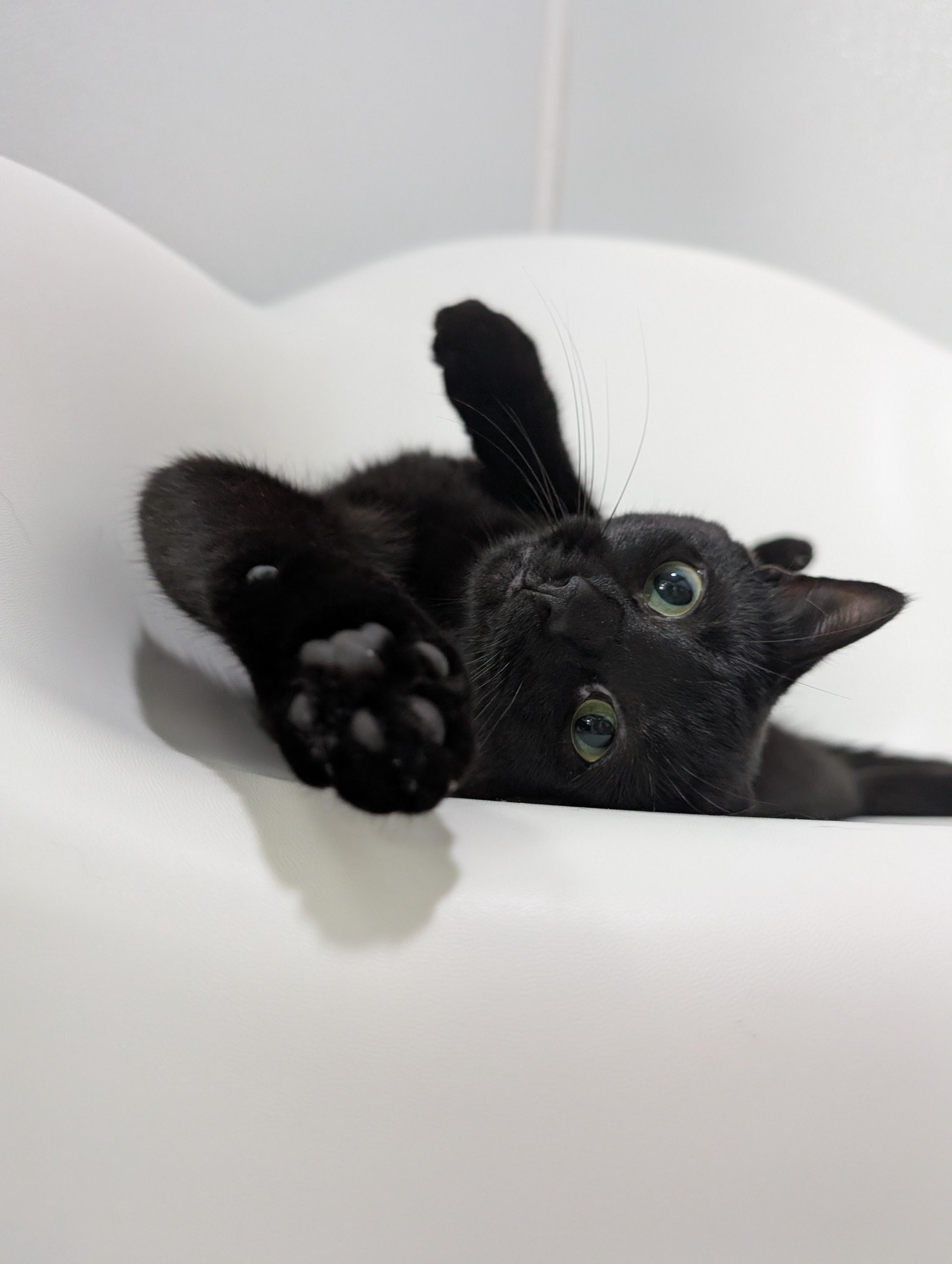 Lunette, Adopted, Adult Female Domestic Short Hair.