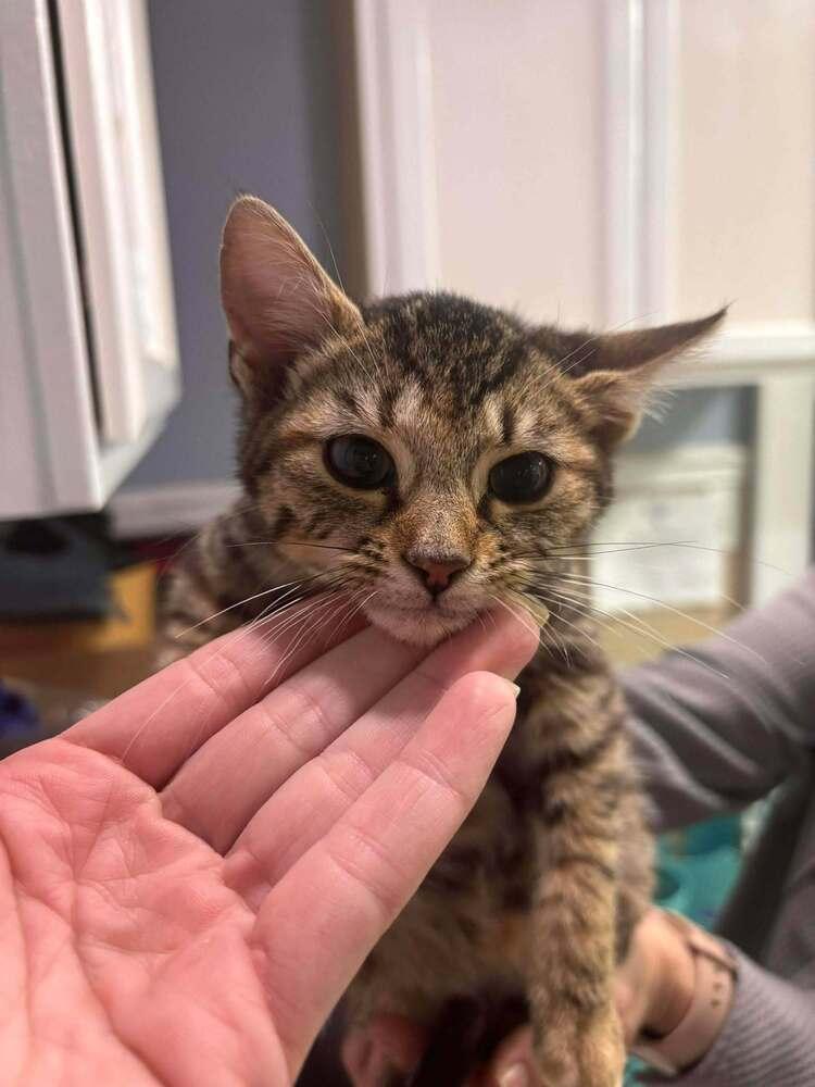 Maxima, Adoptable, Kitten Female Domestic Short Hair.