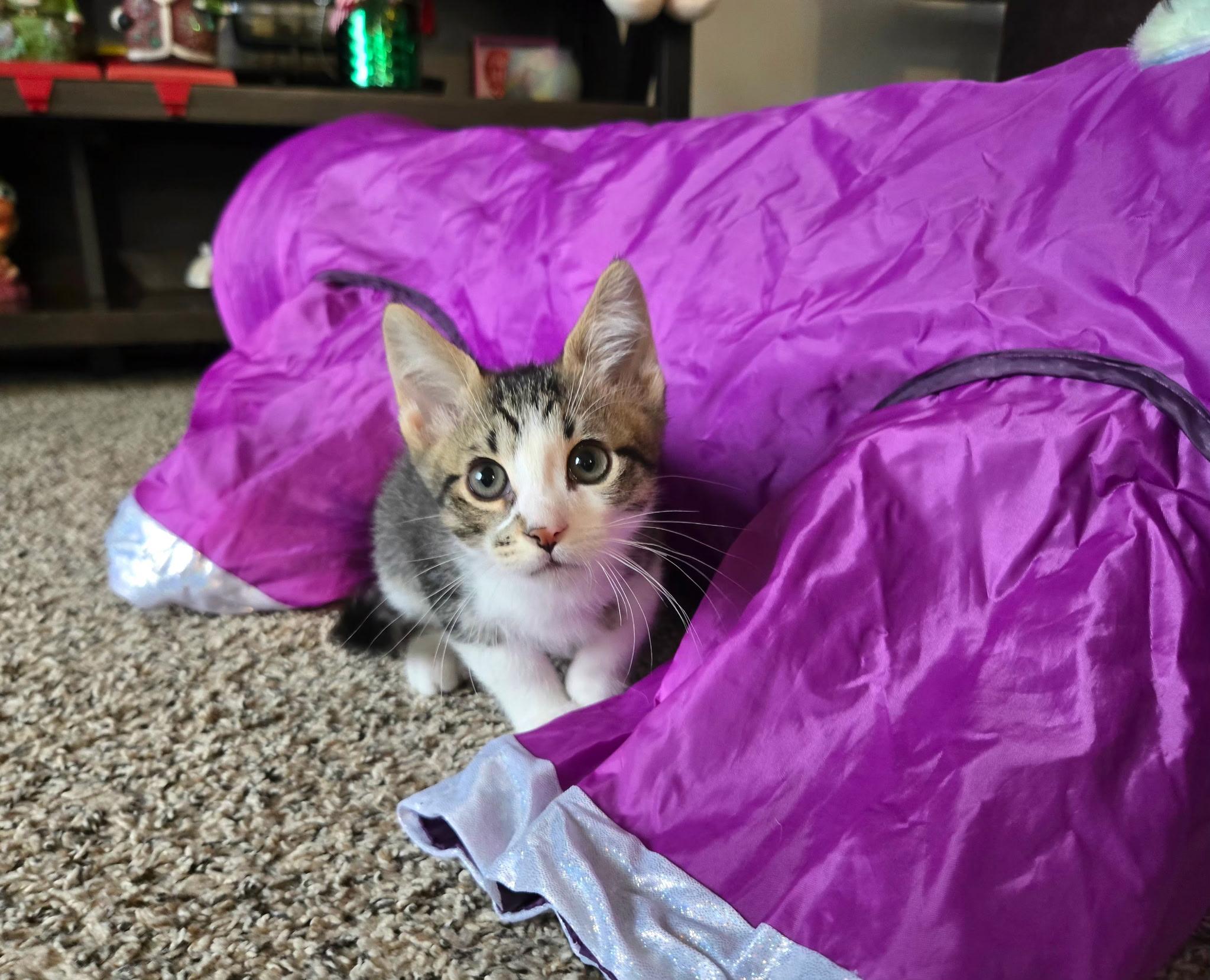Enlarge Rowdy (siblings are Raya and Roo), an adopted Tabby in Brighton, MI image 5/6