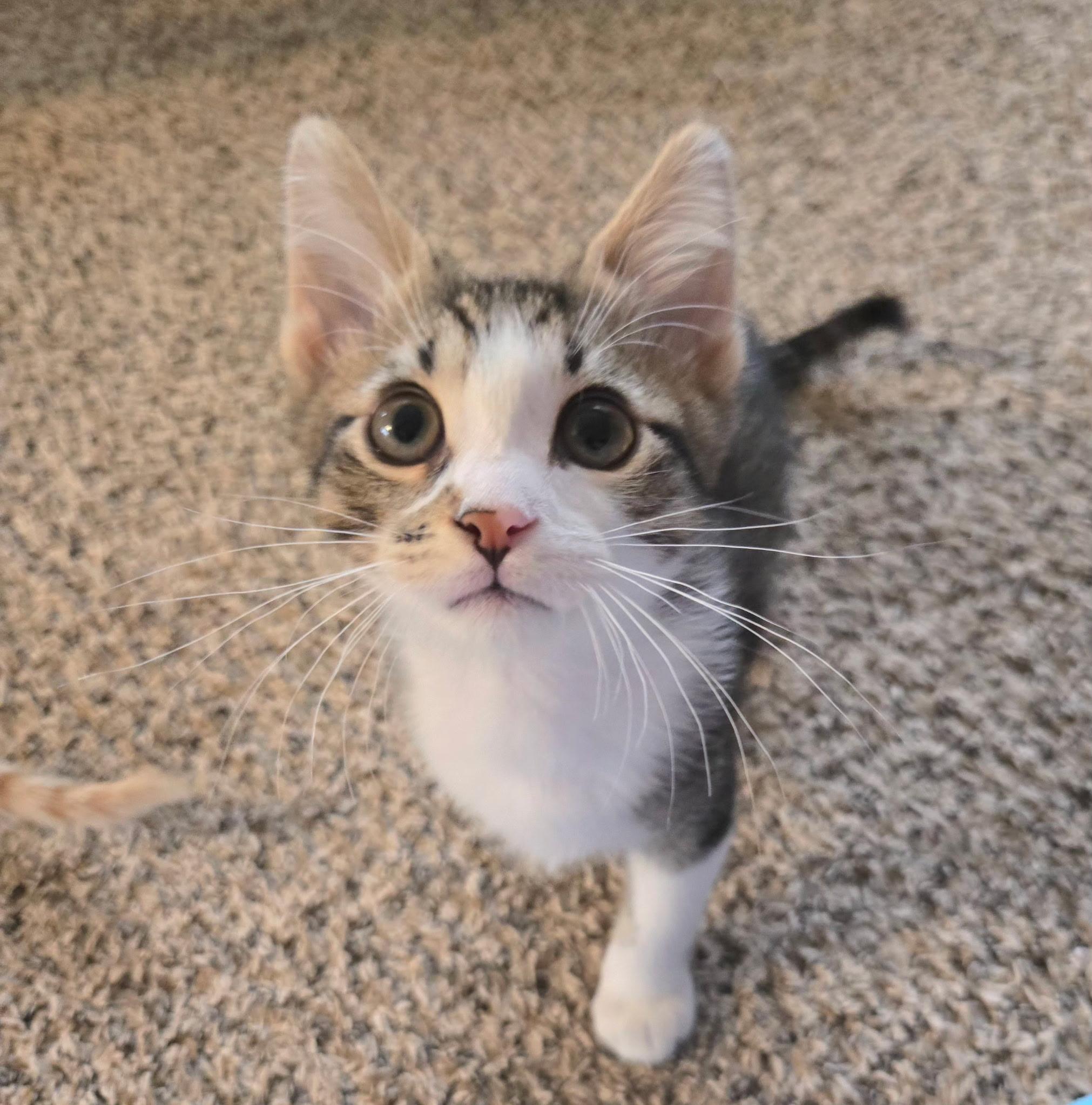 Enlarge Rowdy (siblings are Raya and Roo), an adopted Tabby in Brighton, MI image 6/6