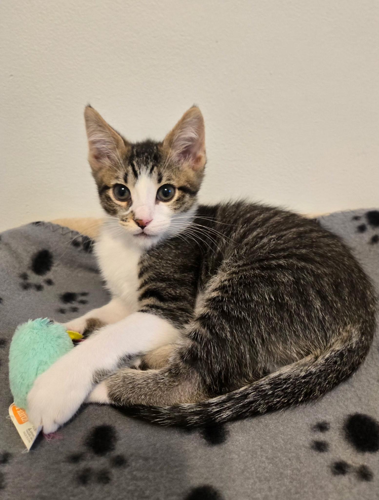 Enlarge Rowdy (siblings are Raya and Roo), an adopted Tabby in Brighton, MI image 2/6
